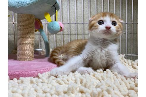 成約済の千葉県のスコティッシュフォールド-30603の8枚目